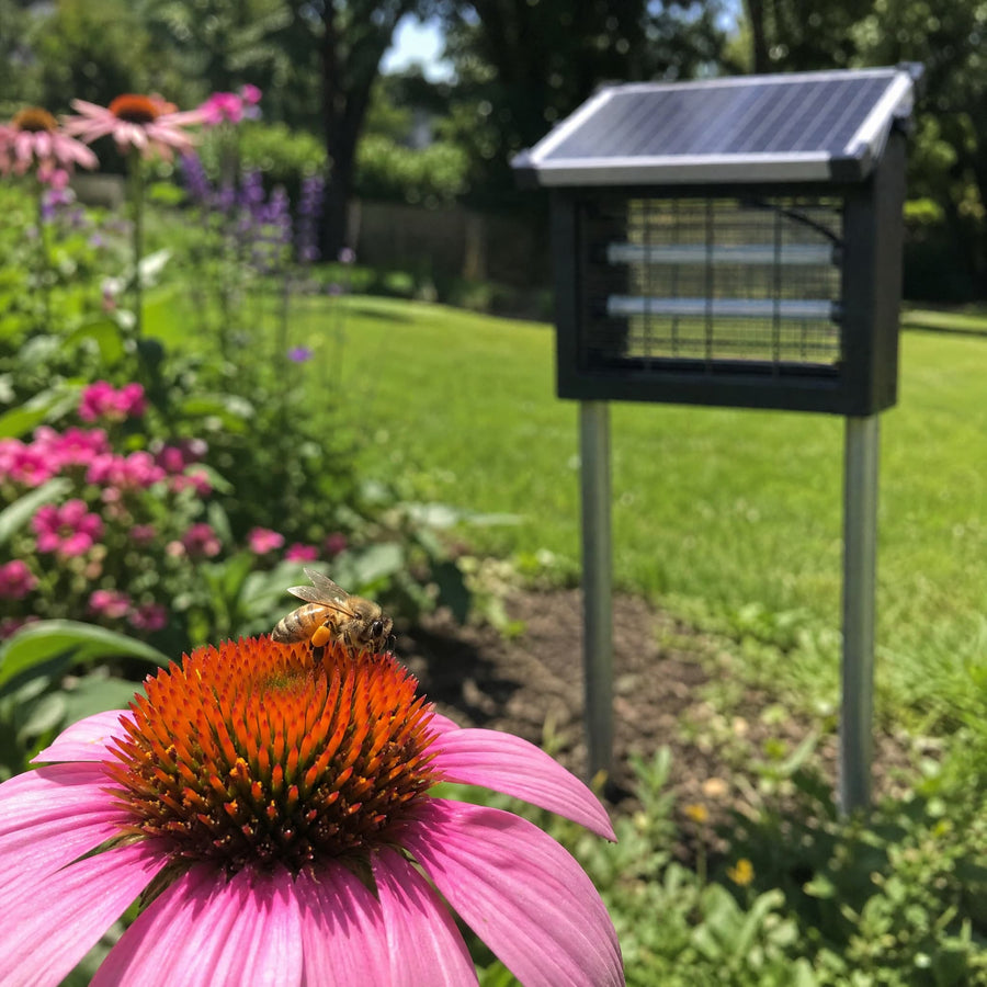 Sans danger pour les enfants, le chien — et même les abeilles.